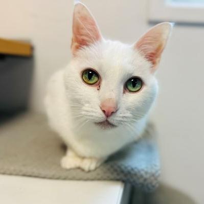 George, Adoptable, Senior Female Domestic Short Hair.
