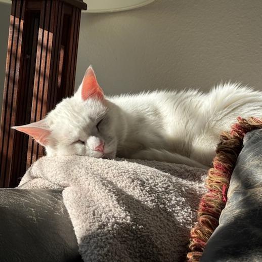 Enlarge George, a Adoptable Domestic Short Hair in Houston, TX image 2/6
