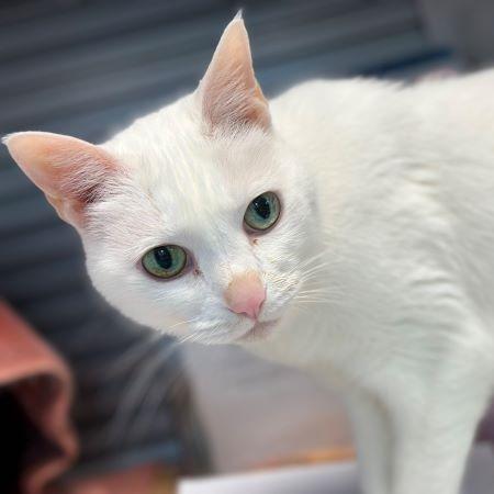 Enlarge George, a Adoptable Domestic Short Hair in Houston, TX image 3/6