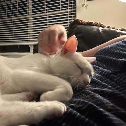 Enlarge George, a Adoptable Domestic Short Hair in Houston, TX image 4/6