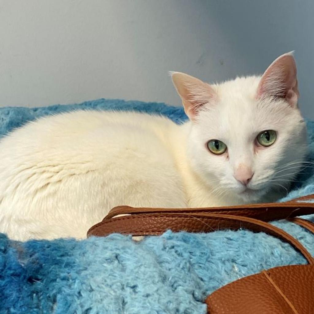 Enlarge George, a Adoptable Domestic Short Hair in Houston, TX image 5/6