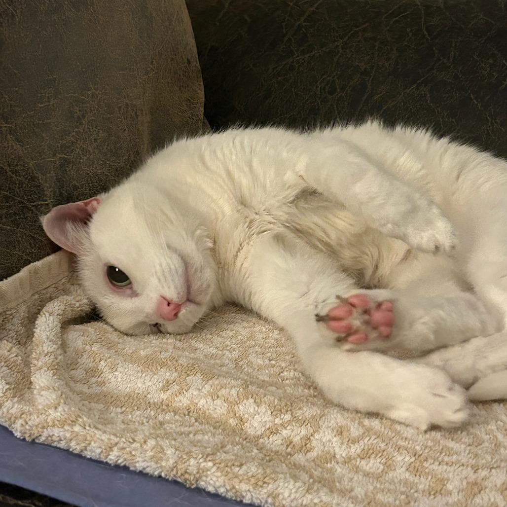 Enlarge George, a Adoptable Domestic Short Hair in Houston, TX image 6/6