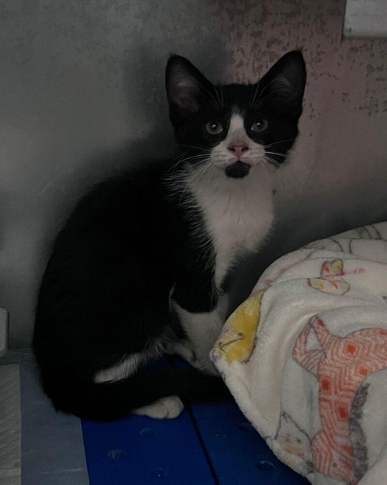 Wells, a Adoptable Domestic Short Hair in McPherson, KS image 1/3