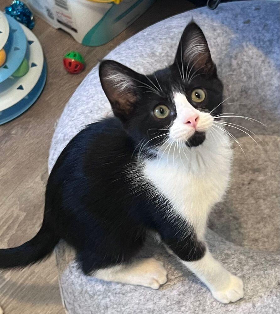 Wells, a Adoptable Domestic Short Hair in McPherson, KS image 2/3