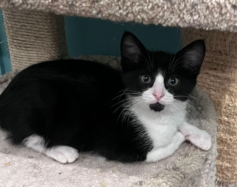Wells, a Adoptable Domestic Short Hair in McPherson, KS image 3/3