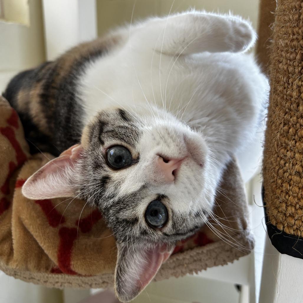 Enlarge Sage, a Adoptable mixed breed in Chesapeake, VA image 1/6