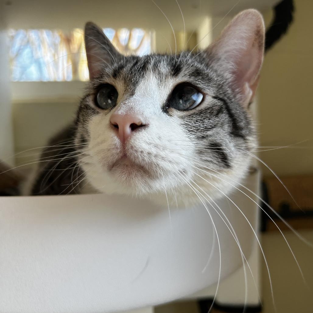 Enlarge Sage, a Adoptable mixed breed in Chesapeake, VA image 2/6