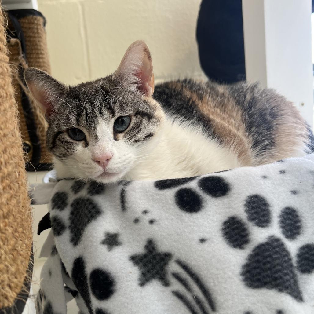 Enlarge Sage, a Adoptable mixed breed in Chesapeake, VA image 1/3