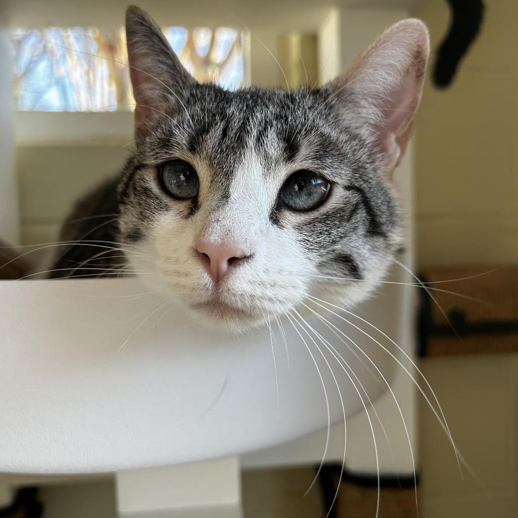 Enlarge Sage, a Adoptable mixed breed in Chesapeake, VA image 4/6