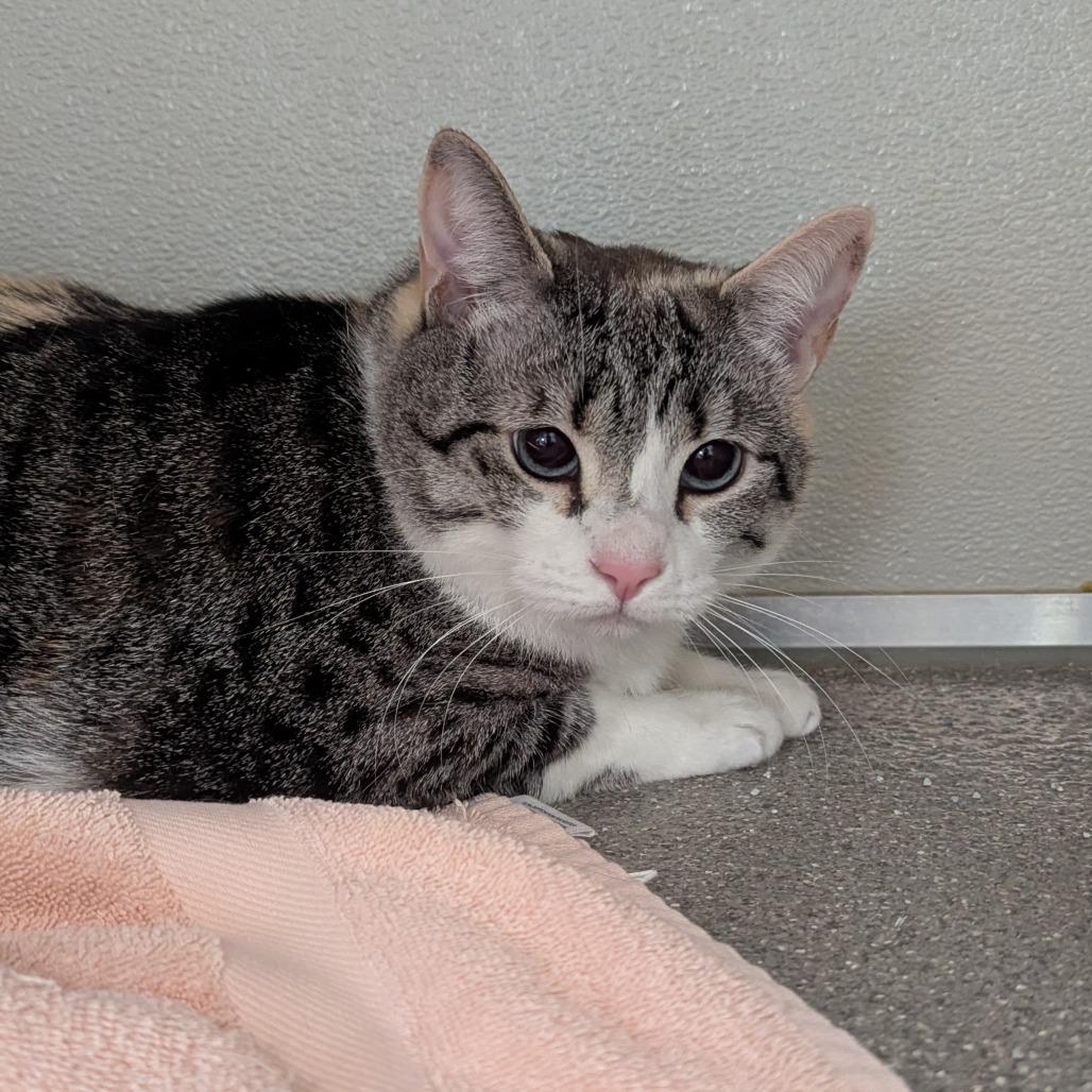 Enlarge Sage, a Adoptable mixed breed in Chesapeake, VA image 2/3