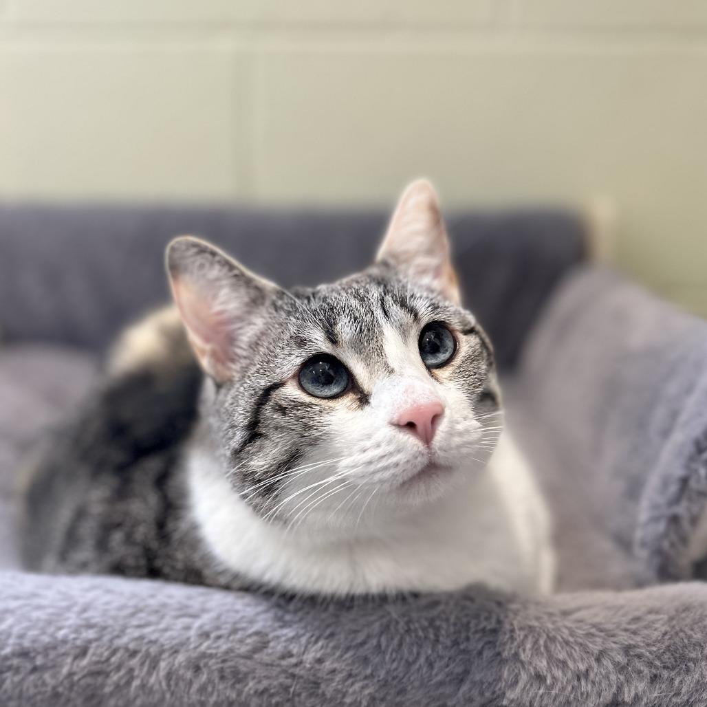 Enlarge Sage, a Adoptable mixed breed in Chesapeake, VA image 3/3