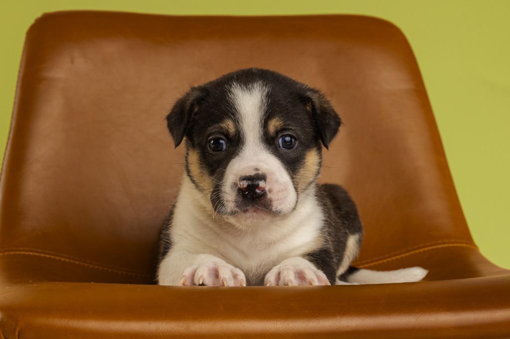 Enlarge River (Puppy), an adopted mixed breed in Tyler, TX image 1/4