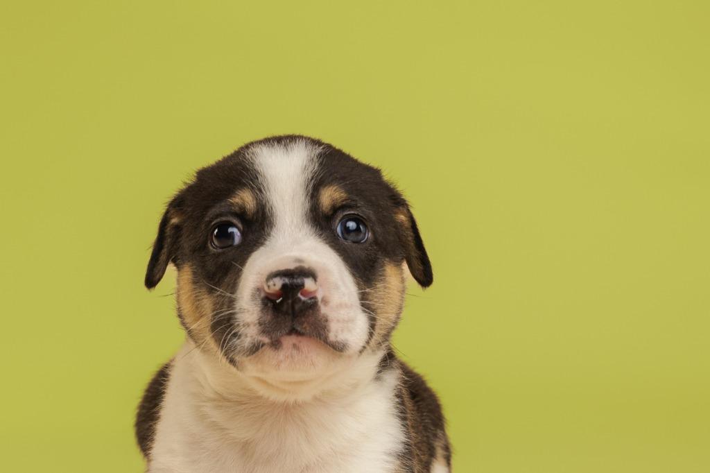 Enlarge River (Puppy), an adopted mixed breed in Tyler, TX image 4/4