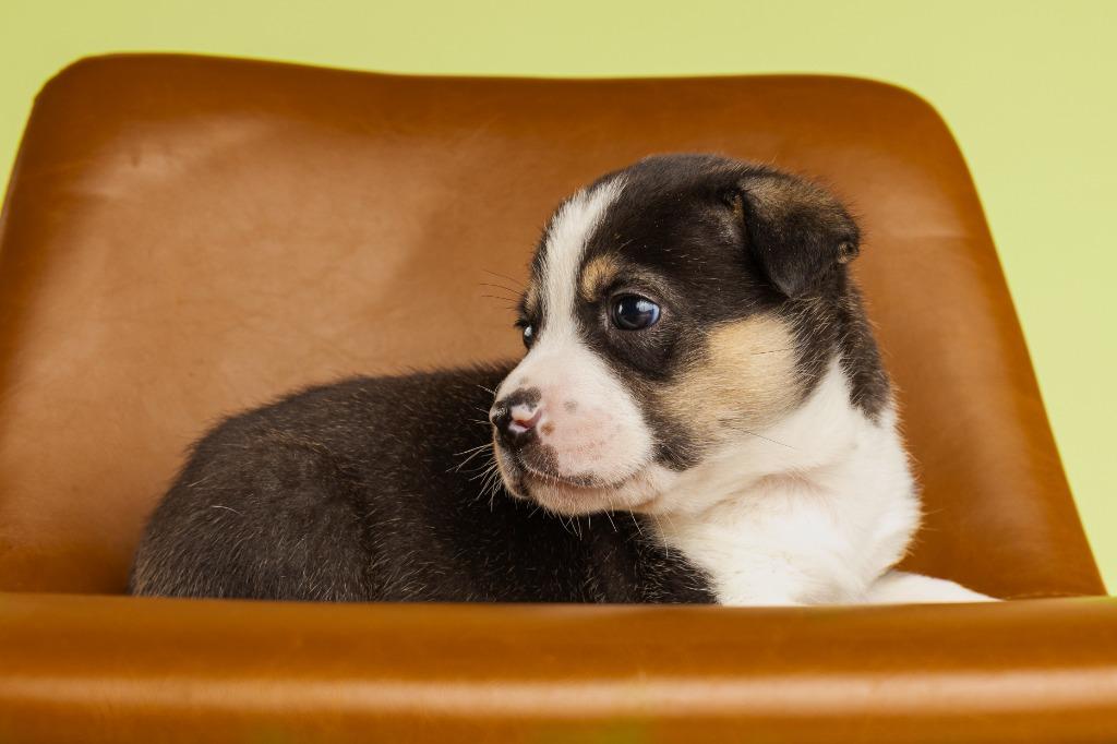 Enlarge River (Puppy), an adopted mixed breed in Tyler, TX image 2/4