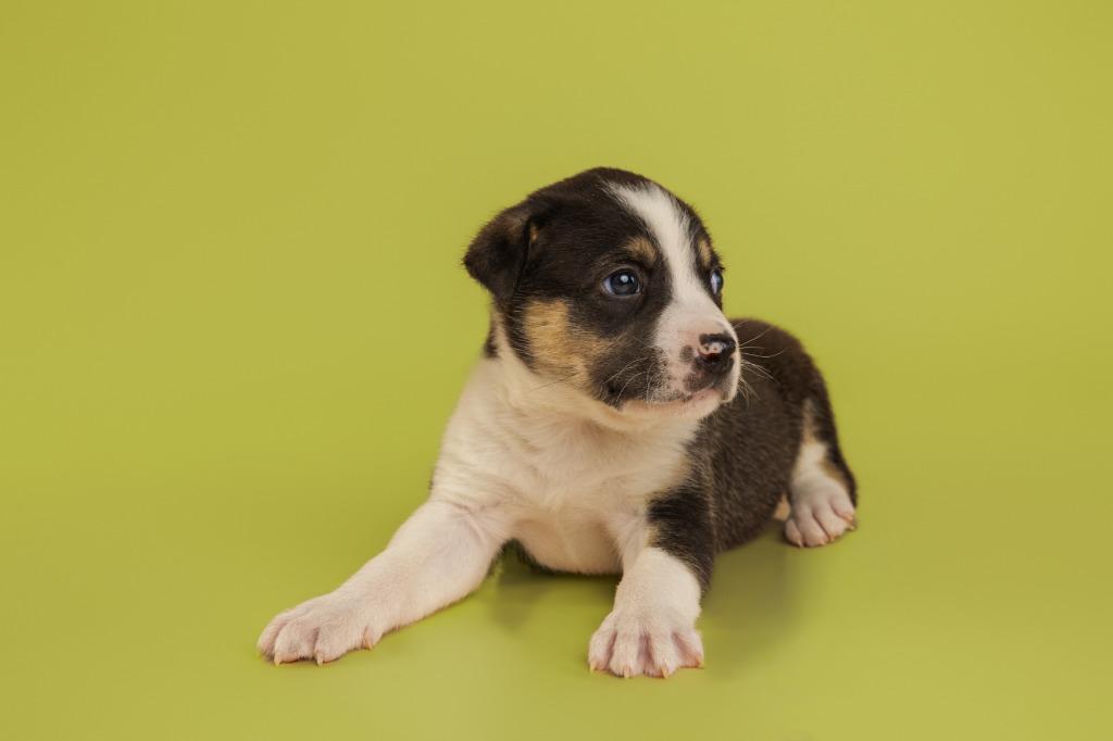 Enlarge River (Puppy), an adopted mixed breed in Tyler, TX image 3/4