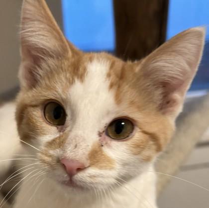 Enlarge Trixie, a Adoptable mixed breed in Verona, WI image 1/2