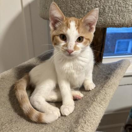 Enlarge Trixie, a Adoptable mixed breed in Verona, WI image 2/2