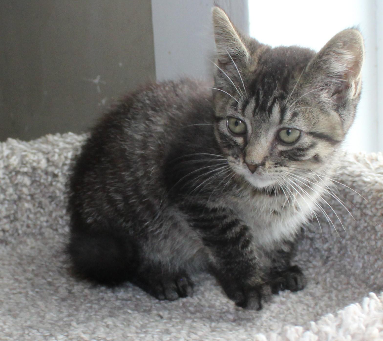 Brie, an adoptable Domestic Short Hair in Huron, SD, 57350 | Photo Image 3