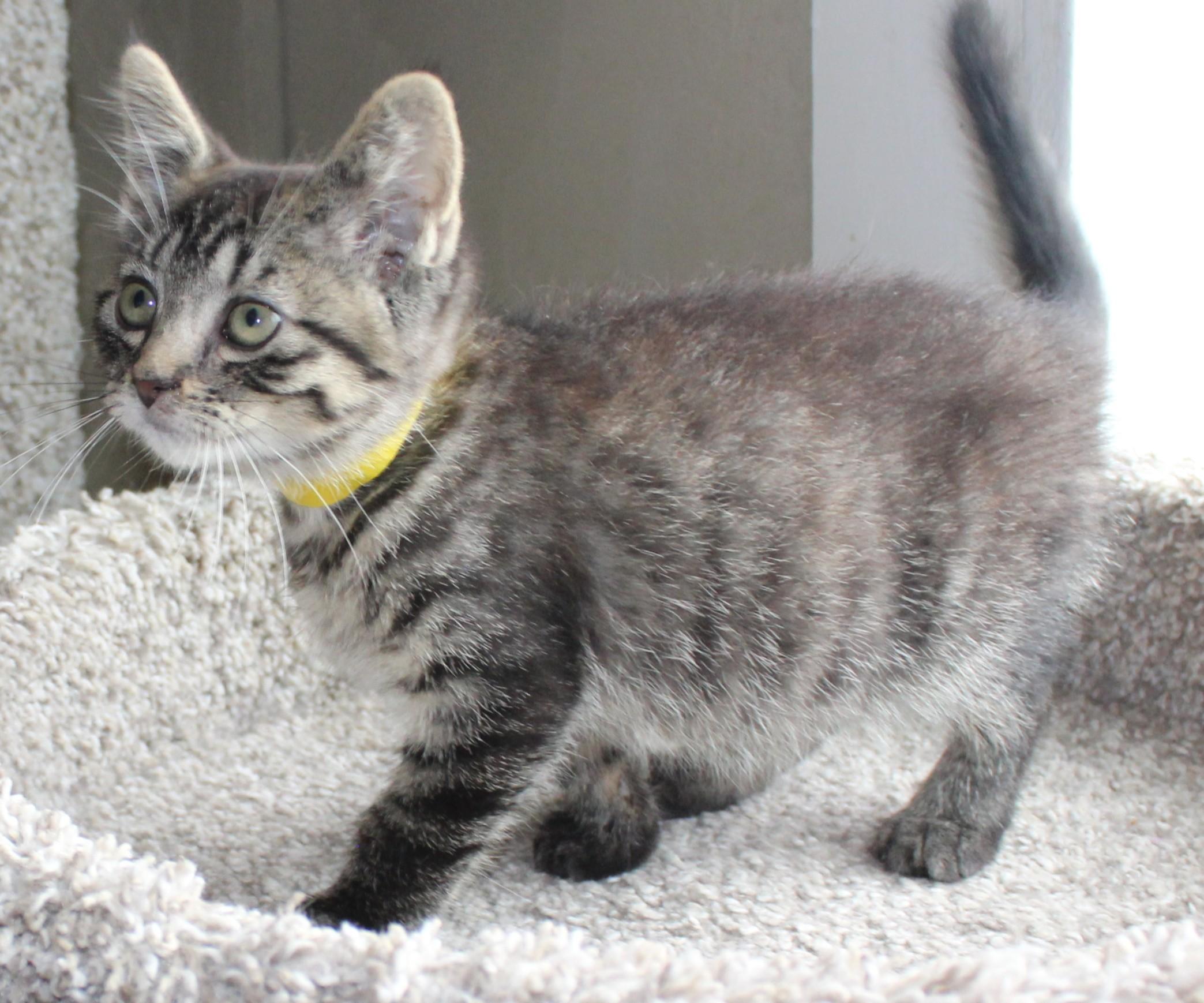 Enlarge Brie, a Adoptable mixed breed in Huron, SD image 2/4