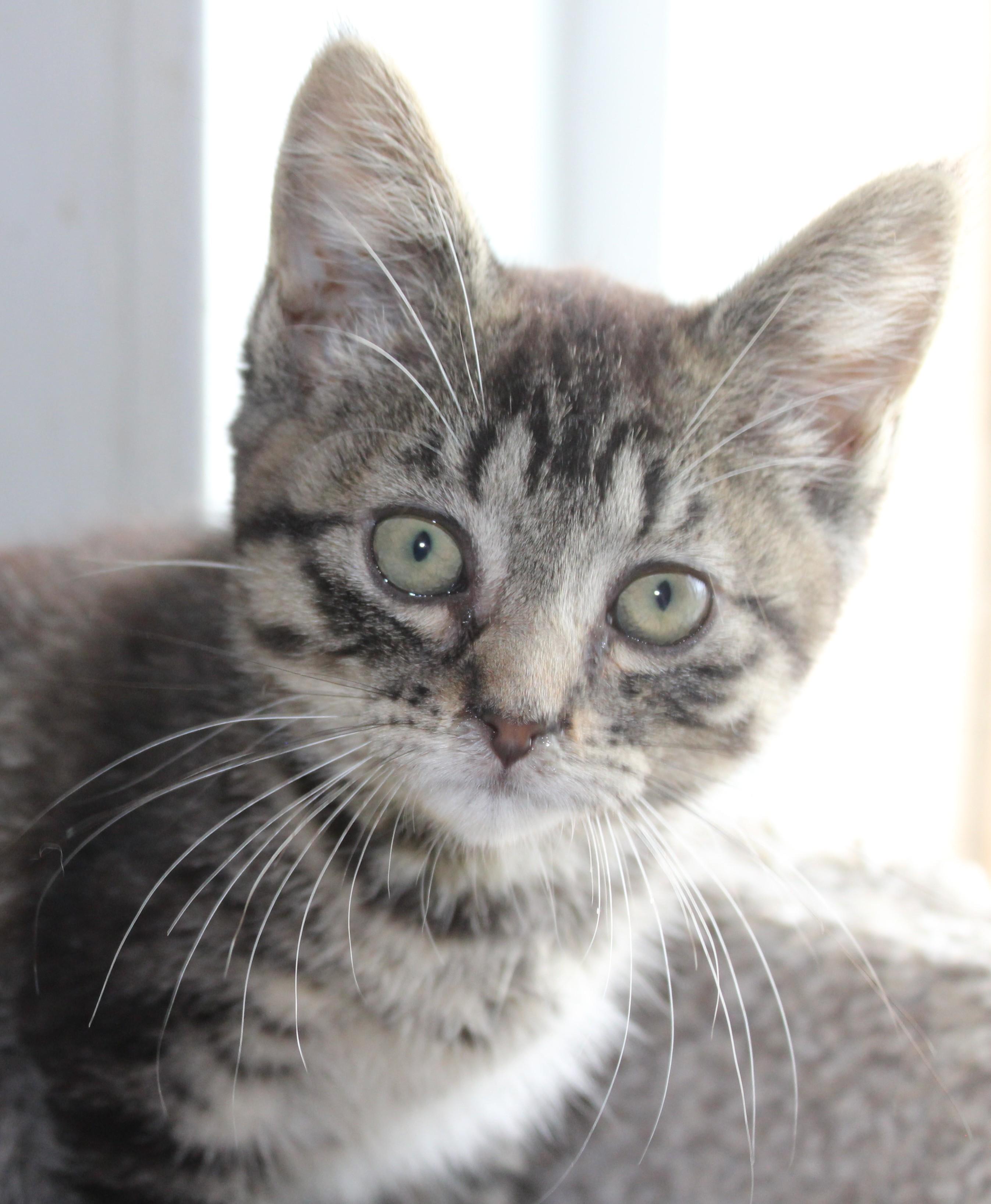 Enlarge Brie, a Adoptable mixed breed in Huron, SD image 4/4