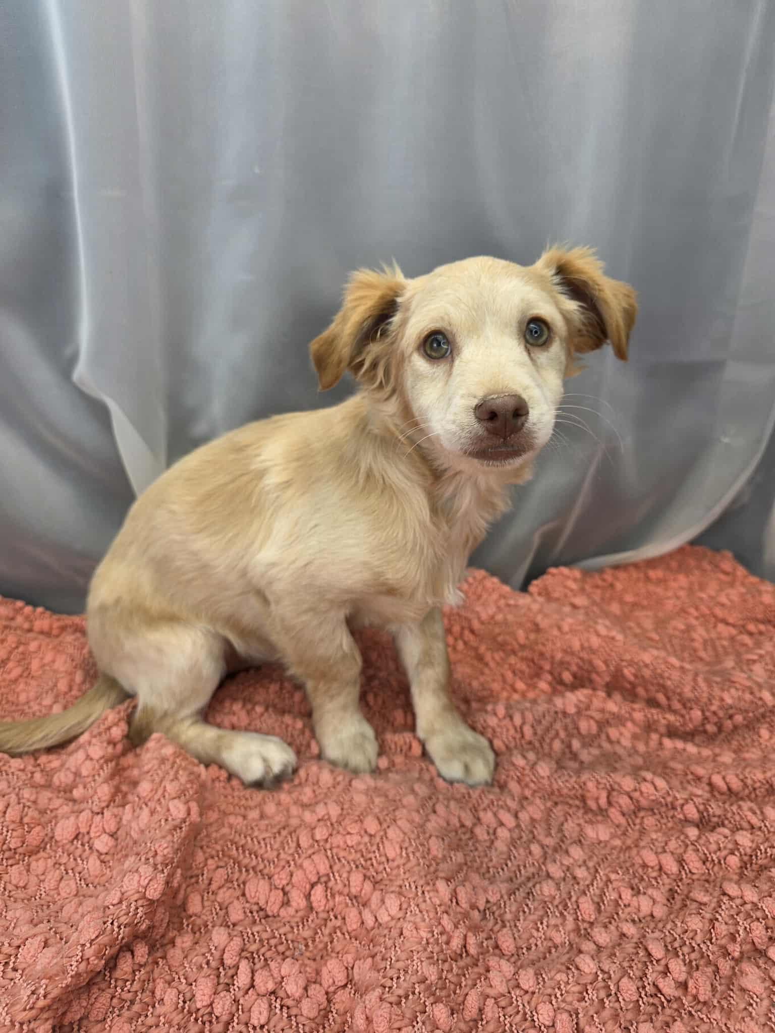 Enlarge Chicken Little, a ADOPTABLE mixed breed in Hartford, CT image 5/6