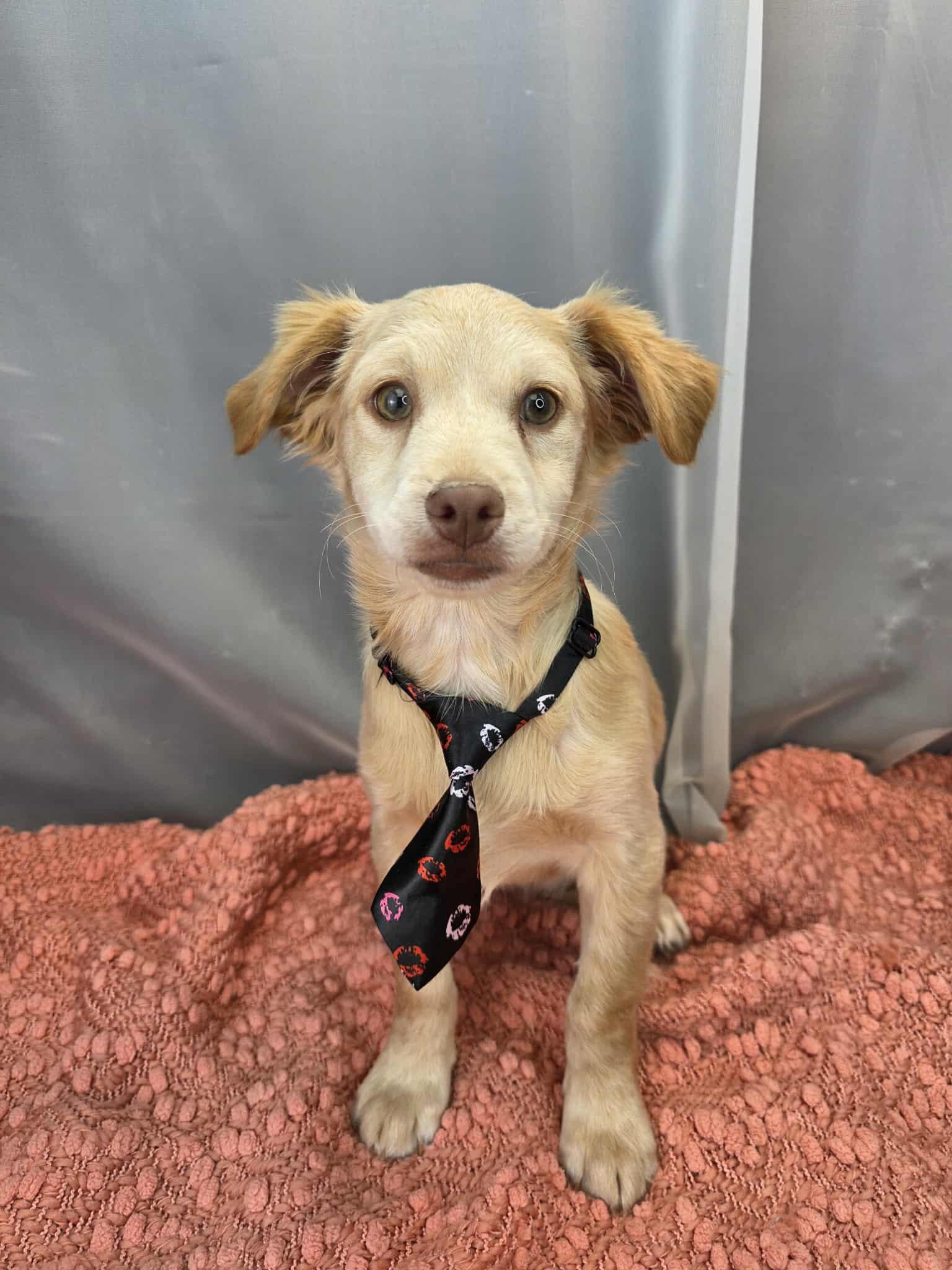 Enlarge Chicken Little, a ADOPTABLE mixed breed in Hartford, CT image 4/6