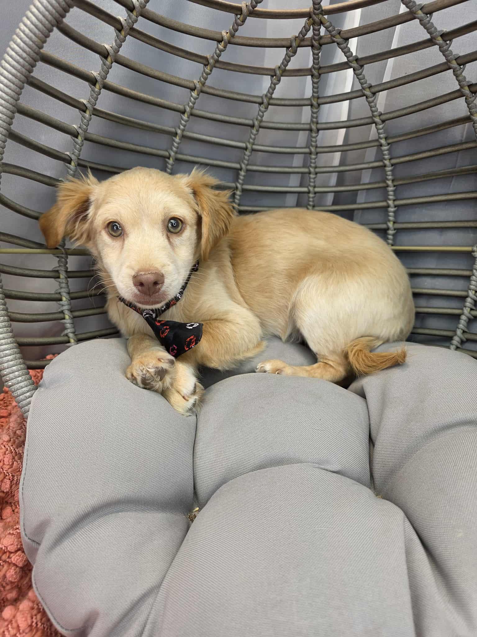 Enlarge Chicken Little, a ADOPTABLE mixed breed in Hartford, CT image 6/6