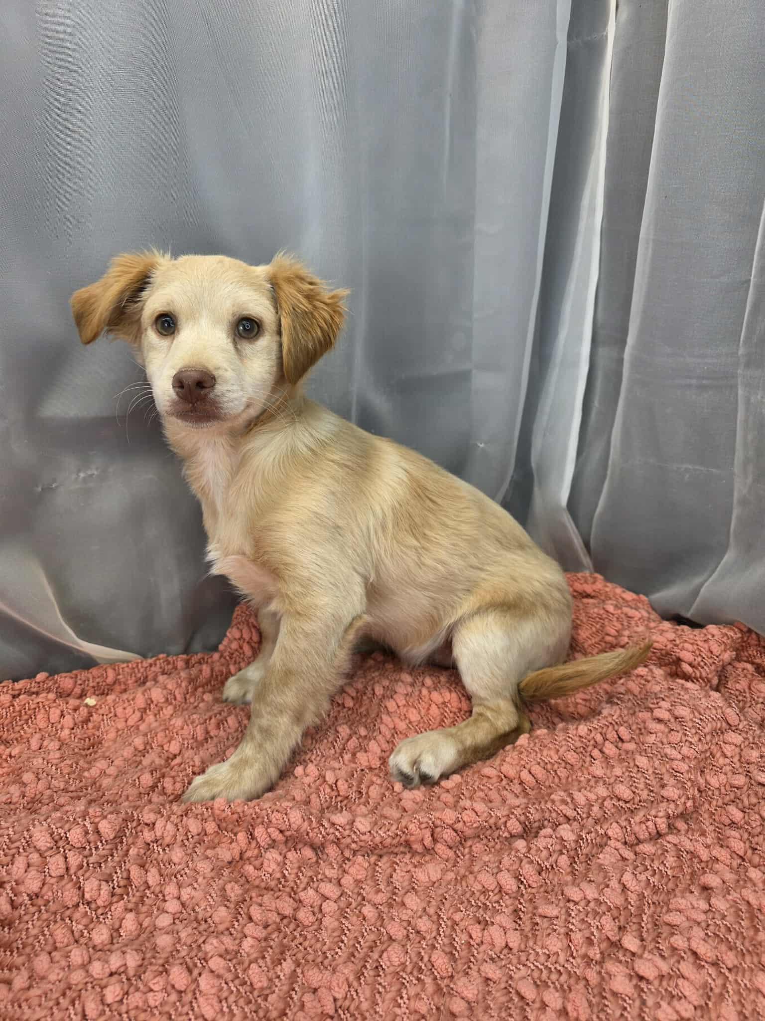 Enlarge Chicken Little, a ADOPTABLE mixed breed in Hartford, CT image 2/6