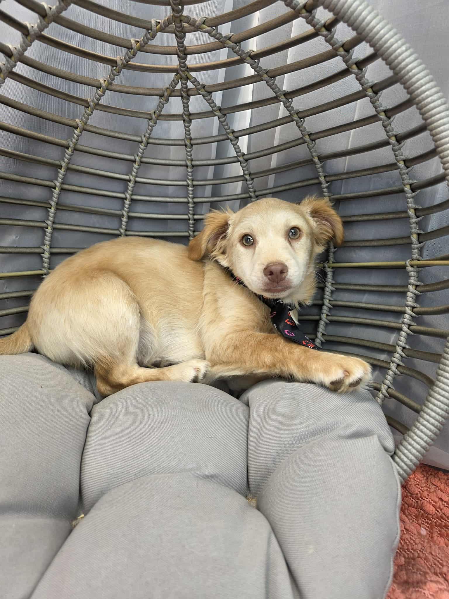 Enlarge Chicken Little, a ADOPTABLE mixed breed in Hartford, CT image 3/6