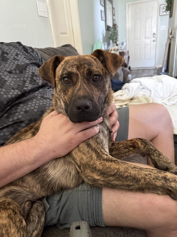 Tiger Fire, Adoptable, Puppy Male Pit Bull Terrier.