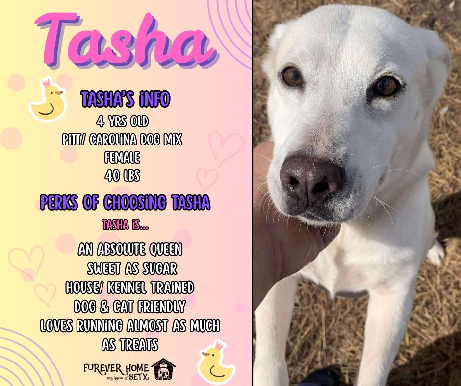 Tasha, Adoptable, Adult Female Pit Bull Terrier.