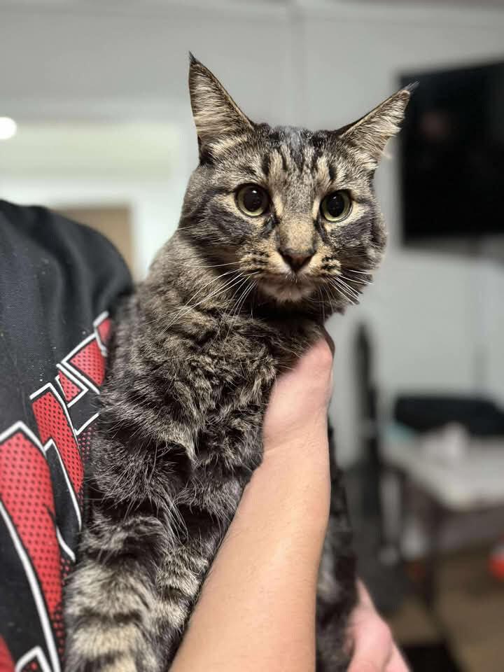 Moritz (Joey), Adoptable, Adult Male Domestic Short Hair.