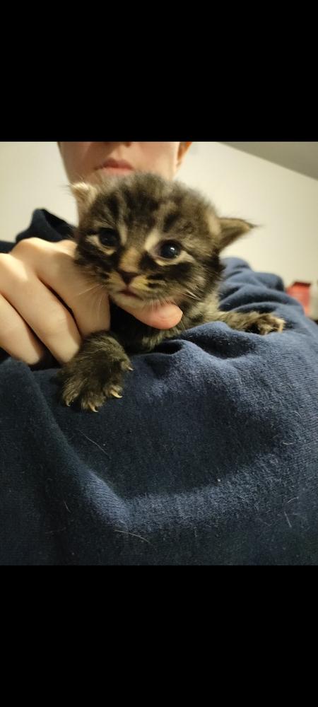 Moritz (Joey), a Adoptable mixed breed in Lebanon, OR image 2/5