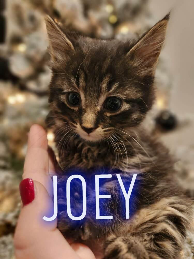 Moritz (Joey), a Adoptable mixed breed in Lebanon, OR image 3/5