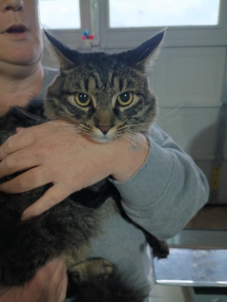 Moritz (Joey), a Adoptable mixed breed in Lebanon, OR image 4/5