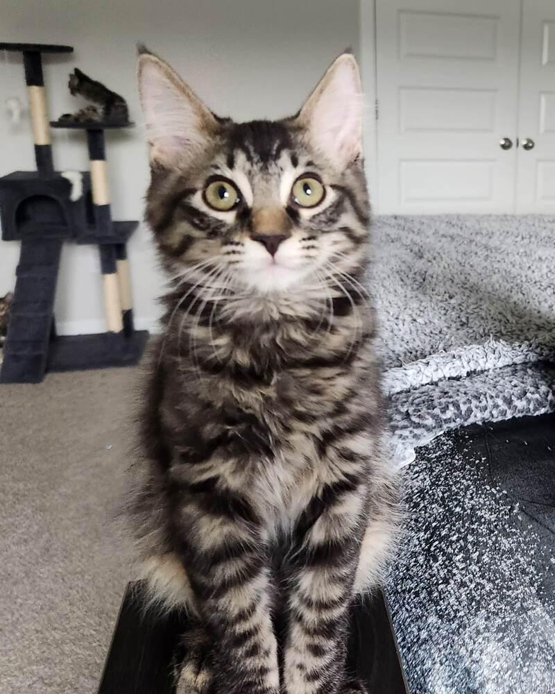 Moritz (Joey), a Adoptable mixed breed in Lebanon, OR image 5/5