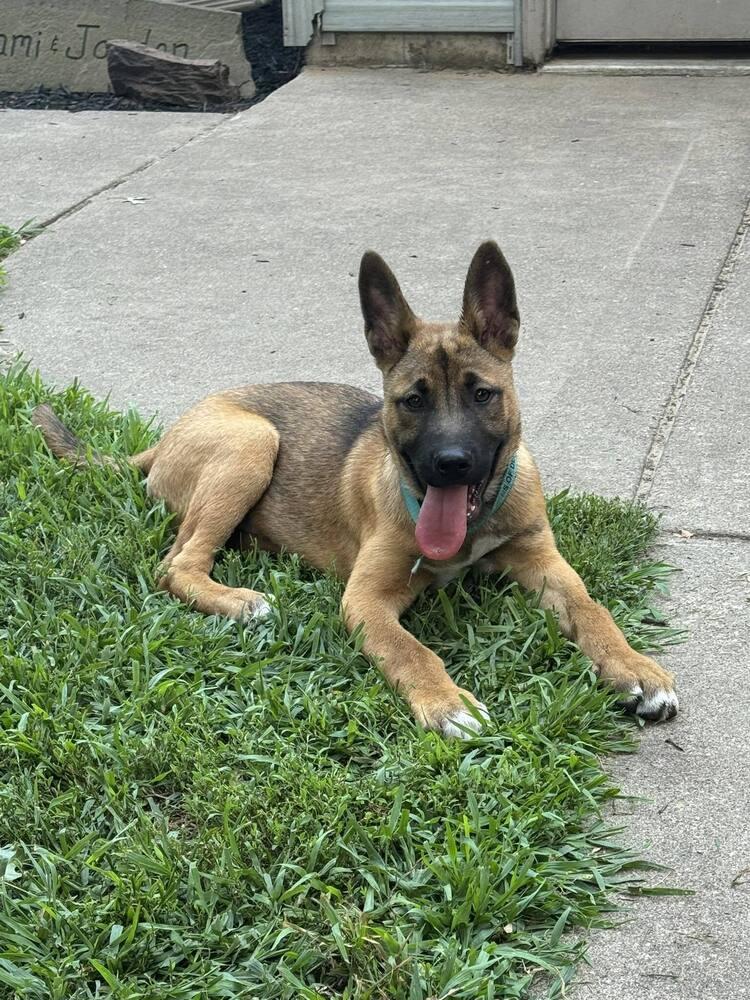 Radar II, Adoptable, Puppy Male German Shepherd Dog.