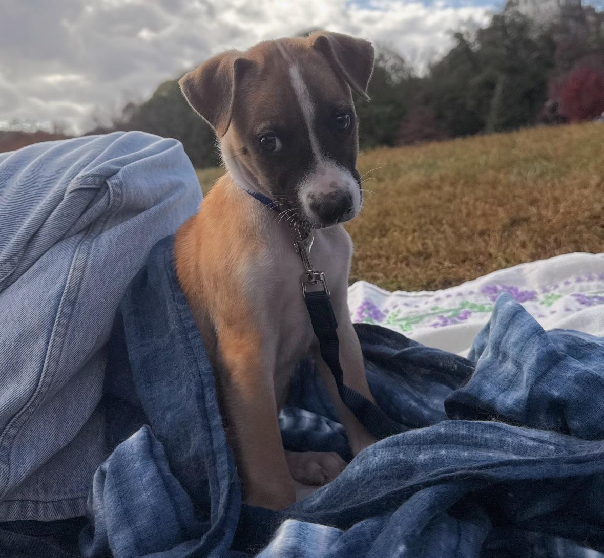 Danny Boy  The thumbnail 4