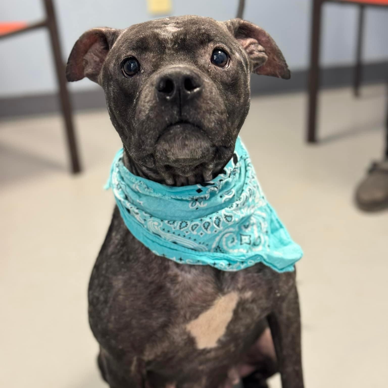 Dog for adoption Queenie, a Terrier in Zanesville, OH Petfinder