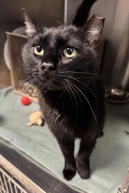 Sloan, a Adoptable mixed breed in Missoula, MT image 1/3