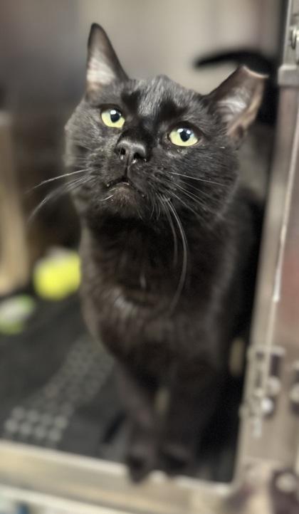 Sloan, a Adoptable mixed breed in Missoula, MT image 2/3