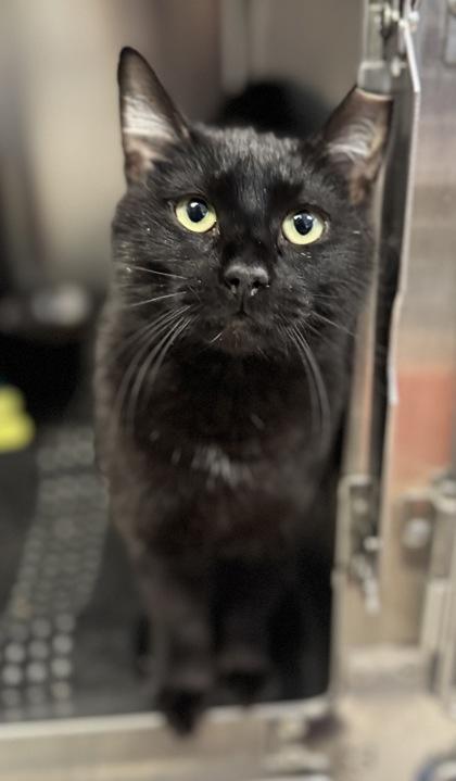 Sloan, a Adoptable mixed breed in Missoula, MT image 3/3