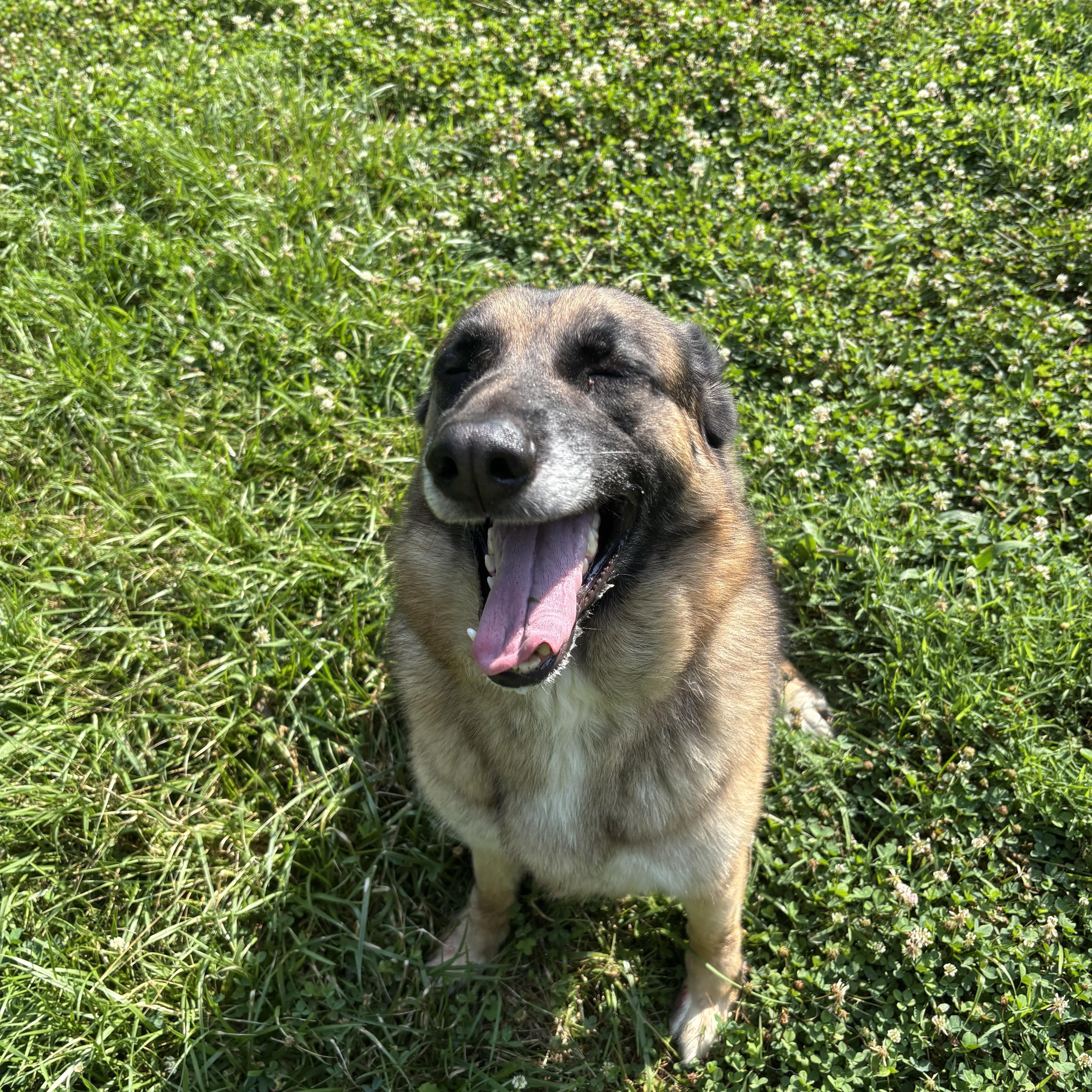 Shadow, a ADOPTABLE mixed breed in Circleville, OH image 3/3