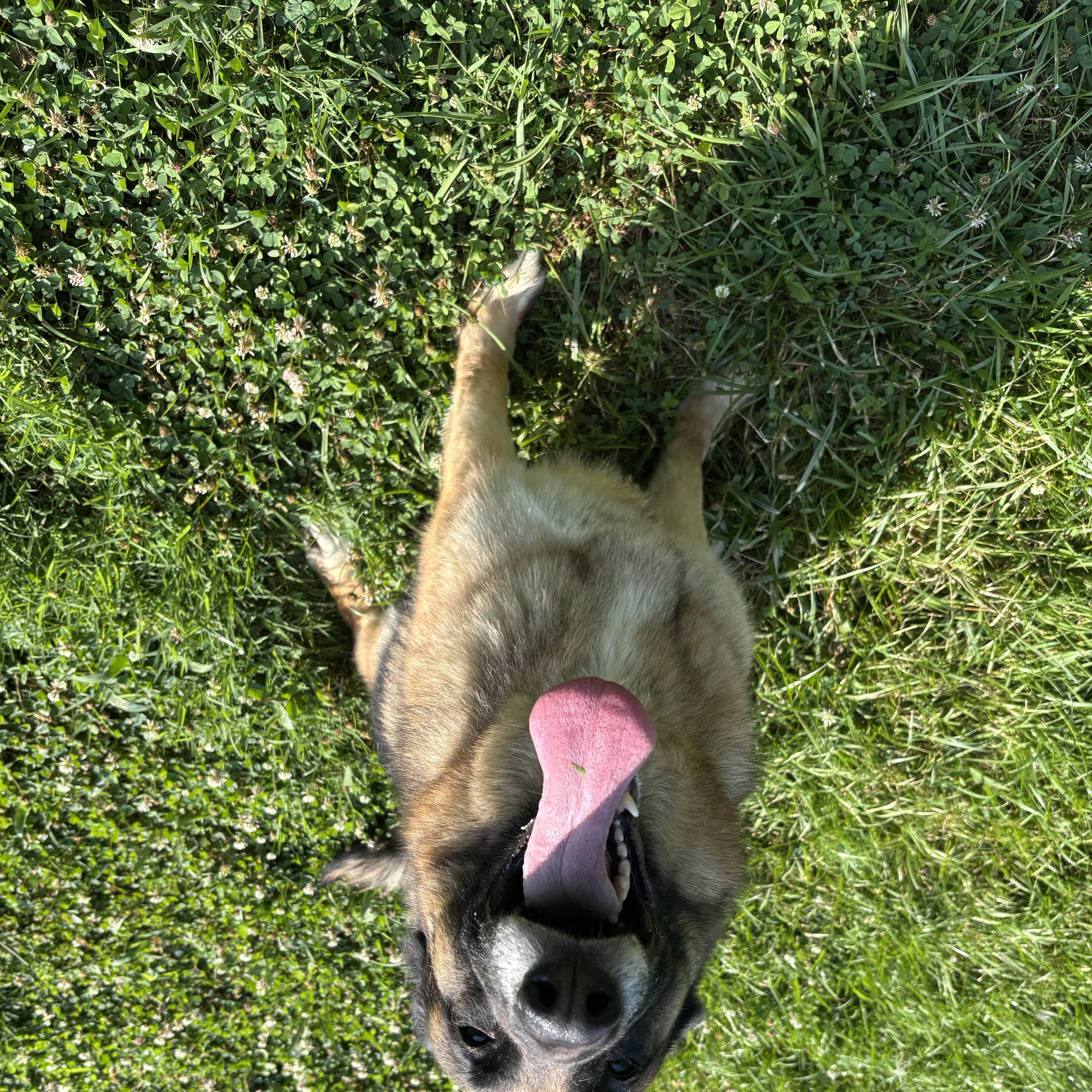 Shadow, a ADOPTABLE mixed breed in Circleville, OH image 2/3