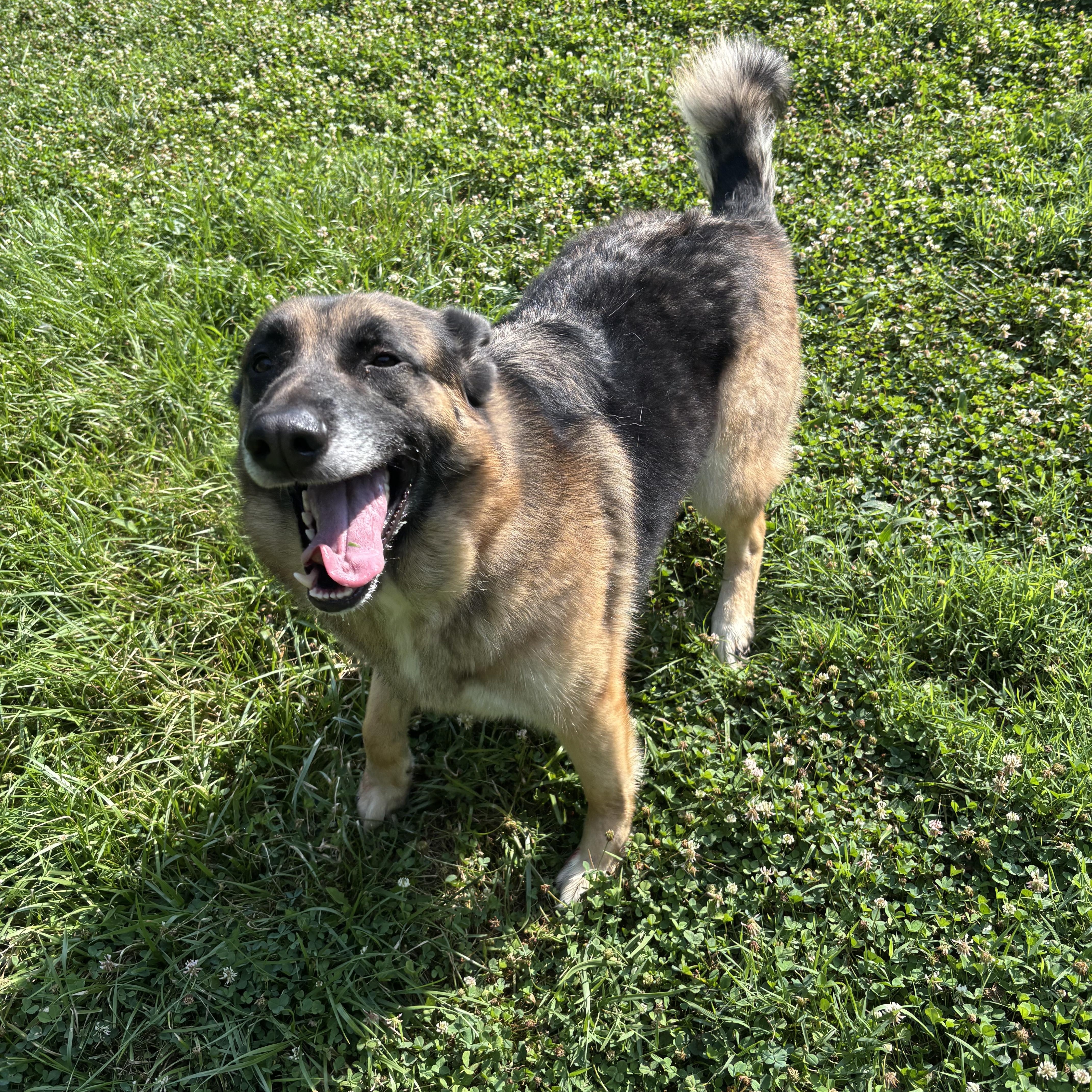 Shadow, a ADOPTABLE mixed breed in Circleville, OH image 1/3