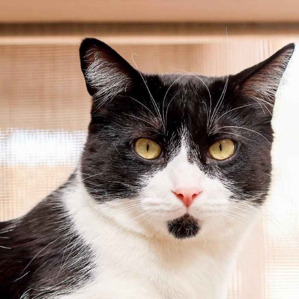 Citron — thumbnail 2