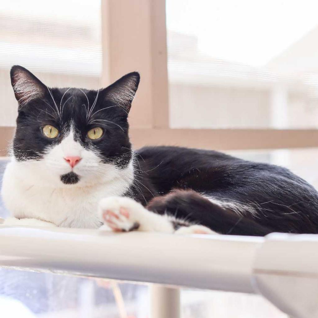 Citron — thumbnail 3