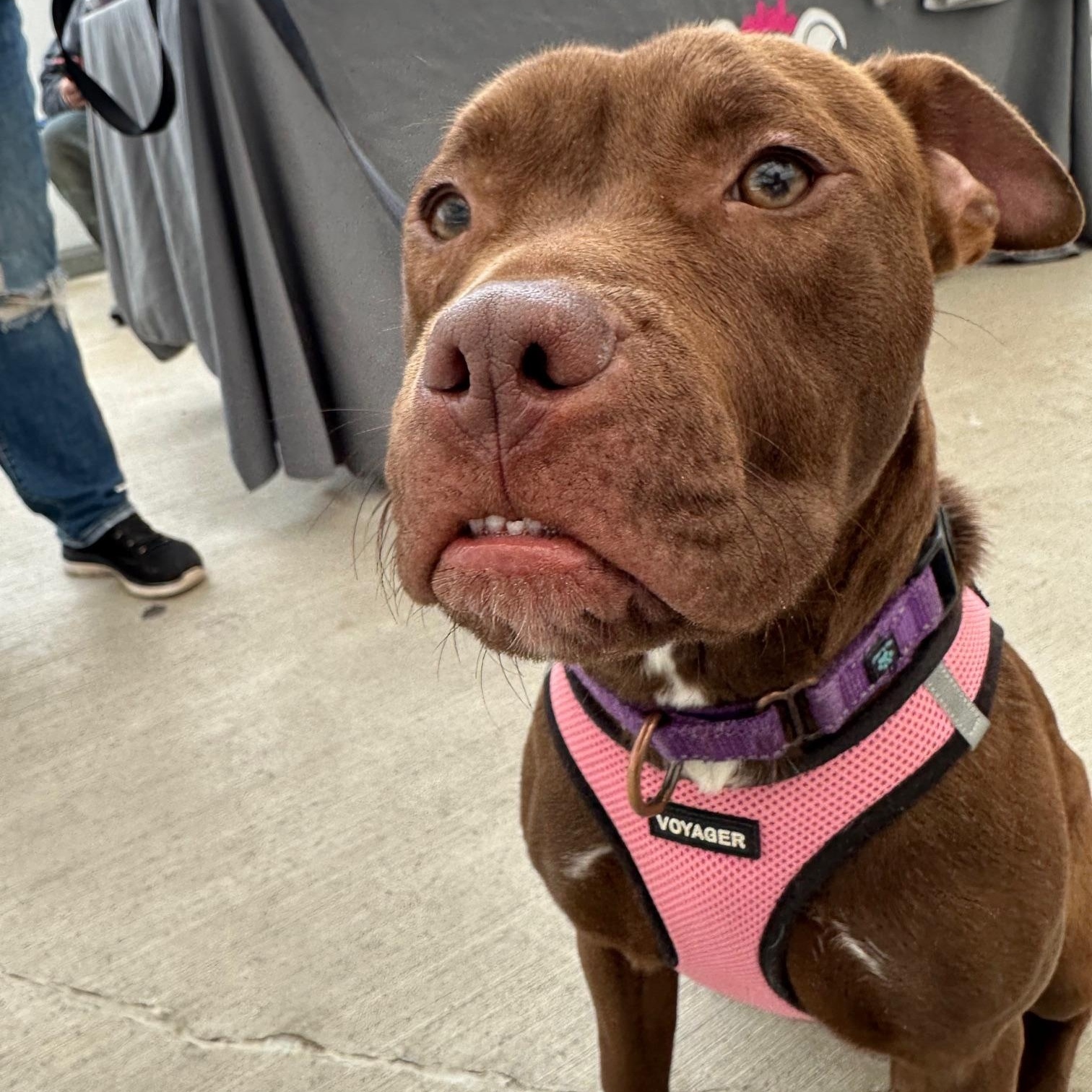 Enlarge Tink, a ADOPTABLE American Bully in Buffalo, NY image 2/6