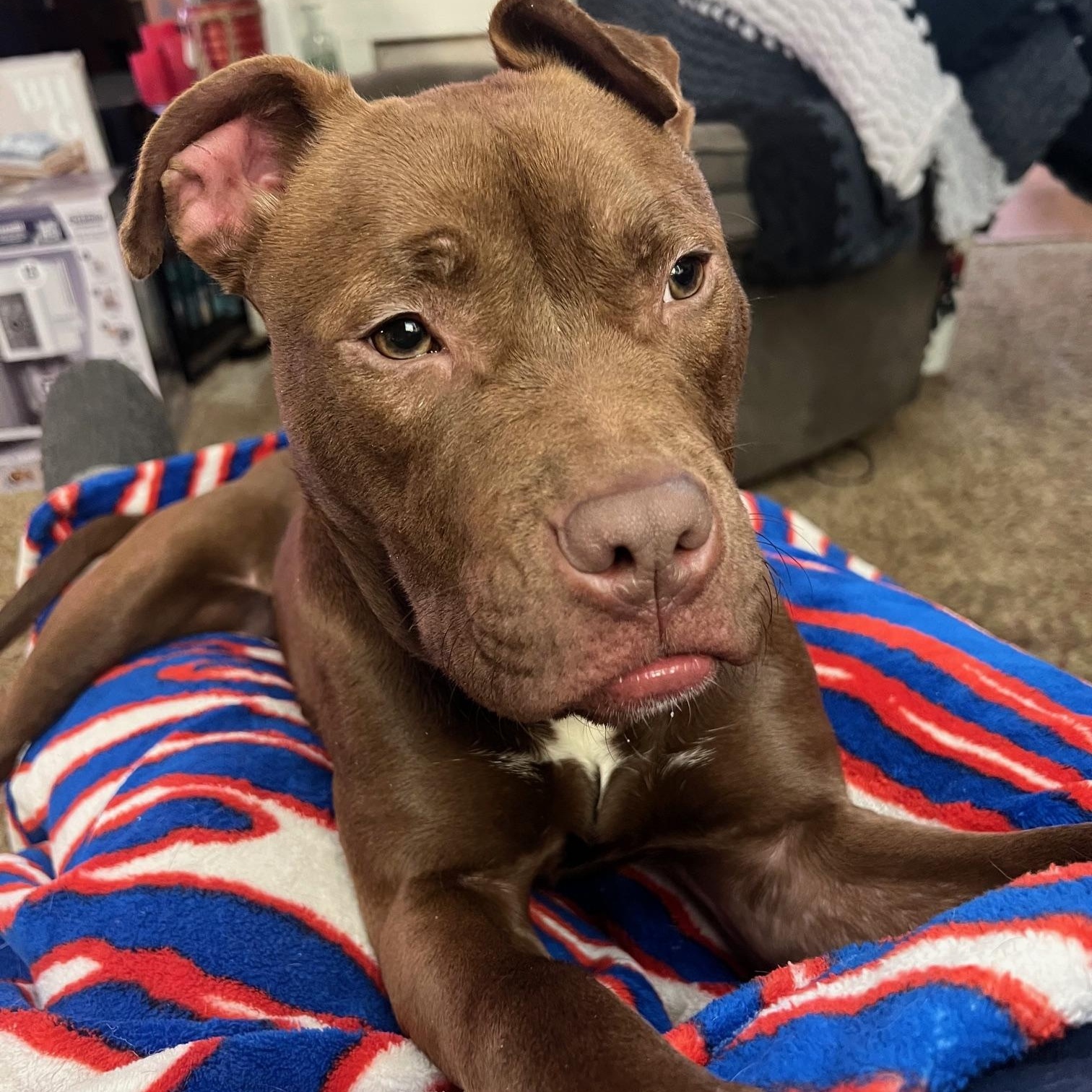Enlarge Tink, a ADOPTABLE American Bully in Buffalo, NY image 5/6