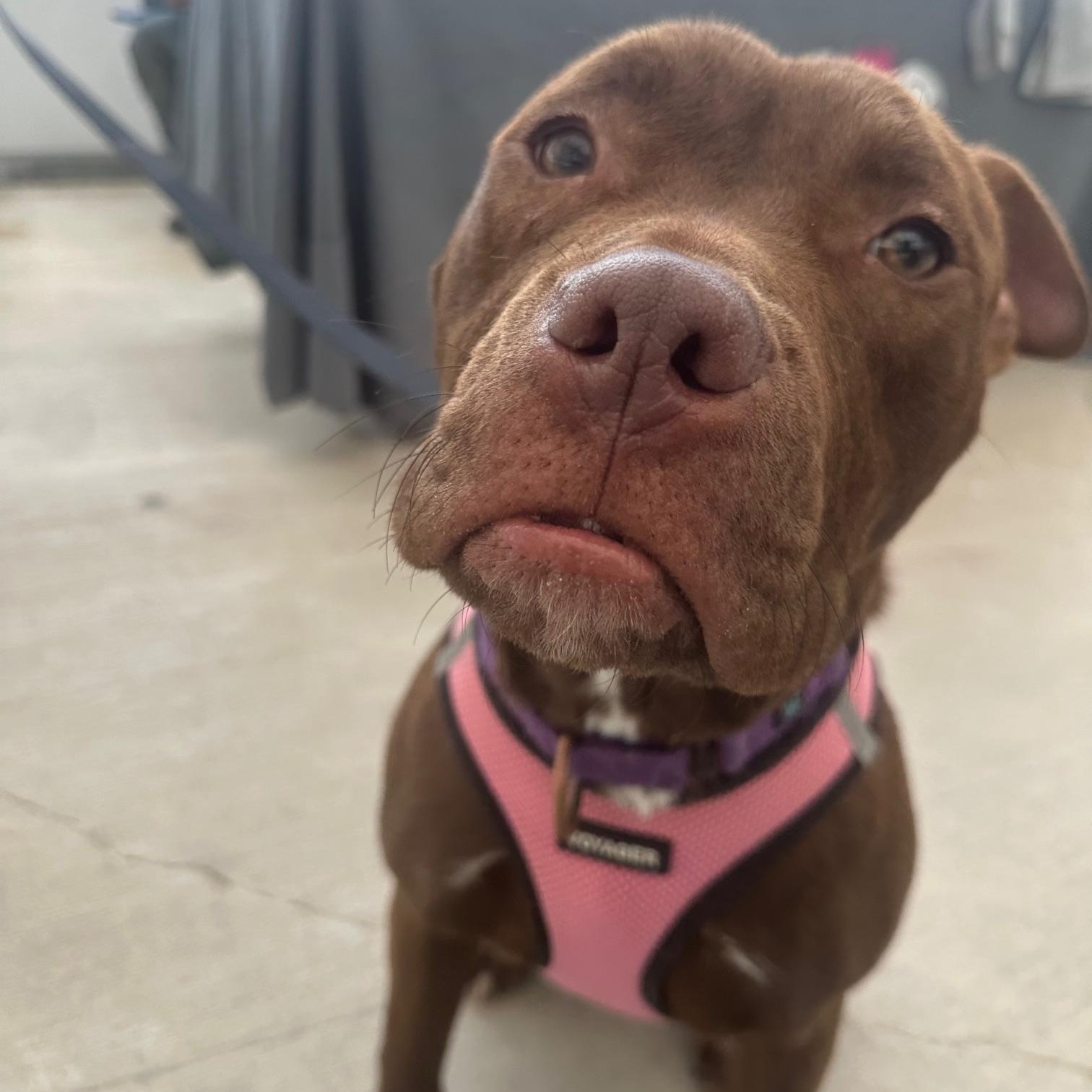 Enlarge Tink, a ADOPTABLE American Bully in Buffalo, NY image 3/6